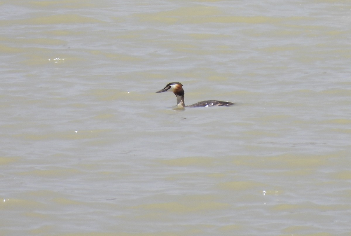 Great Crested Grebe - ML620266945