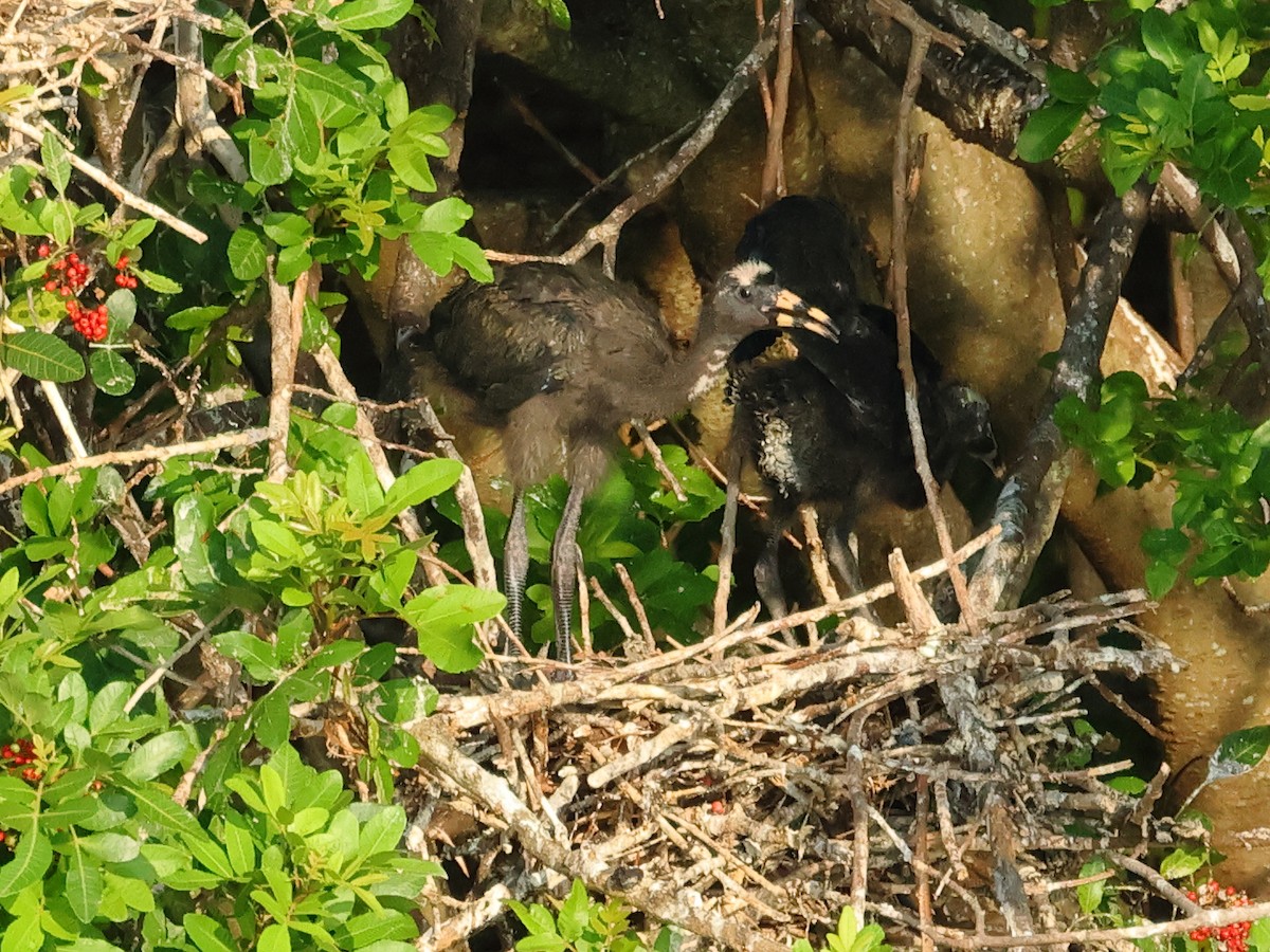 ibis hnědý - ML620266948