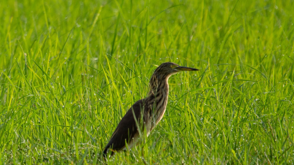 Indian Pond-Heron - ML620266952