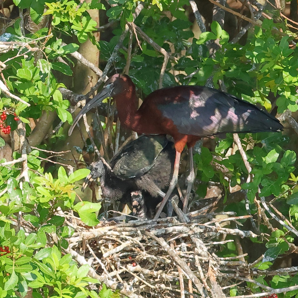 ibis hnědý - ML620266955