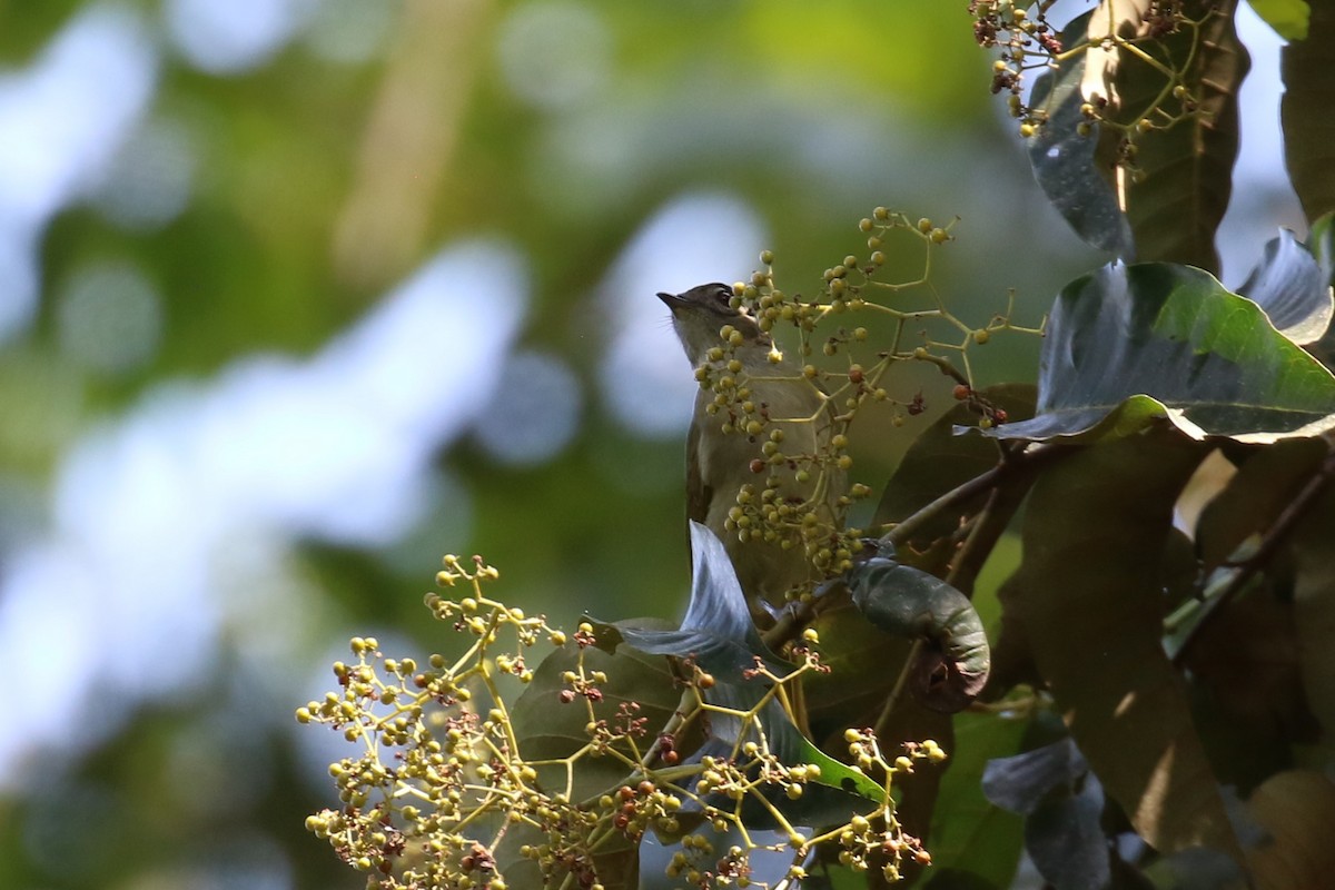 Bulbul de las Masuku - ML620266958