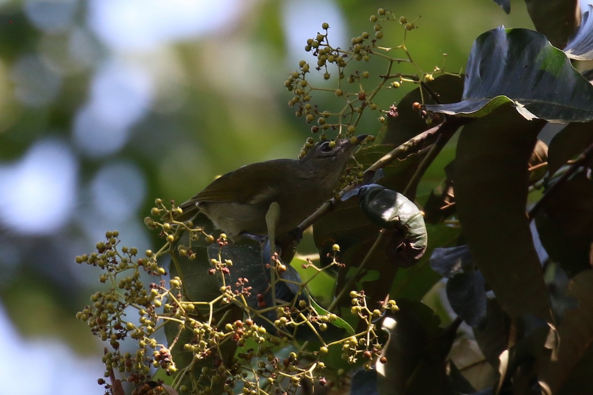 Shelley's Greenbul - Fikret Ataşalan