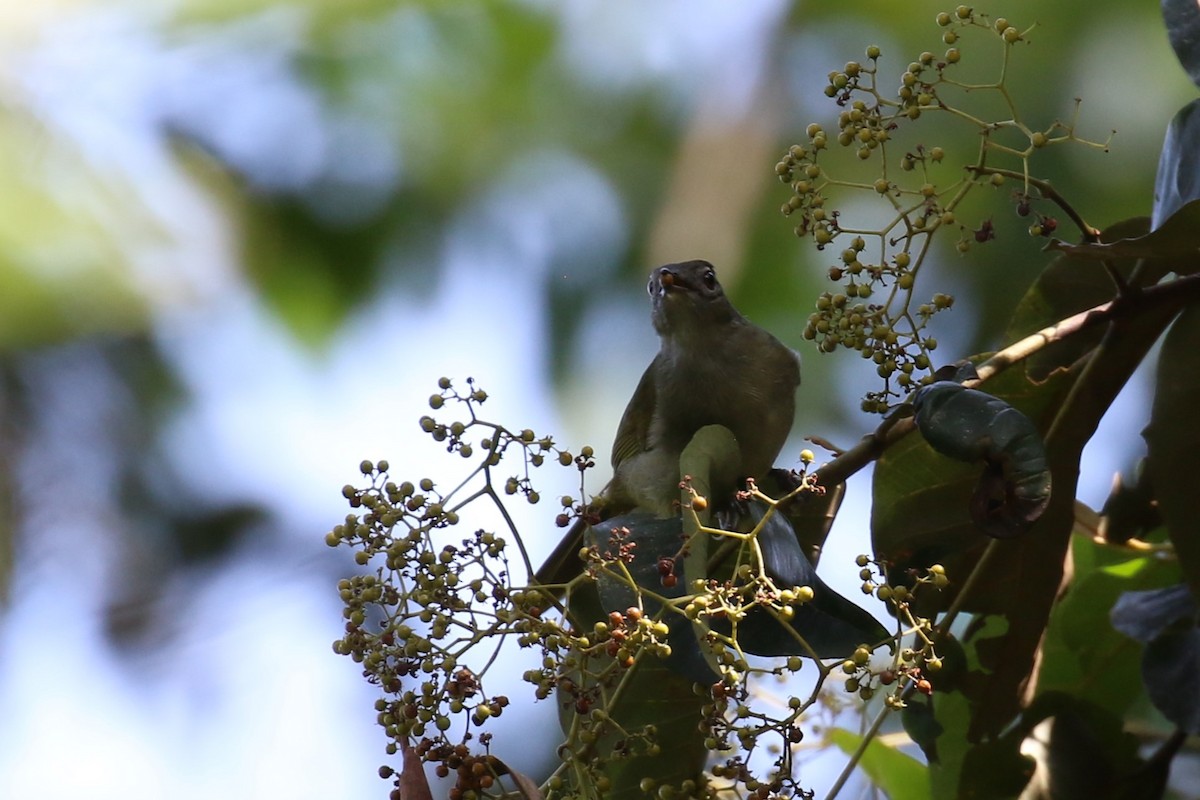 Bulbul de las Masuku - ML620266960