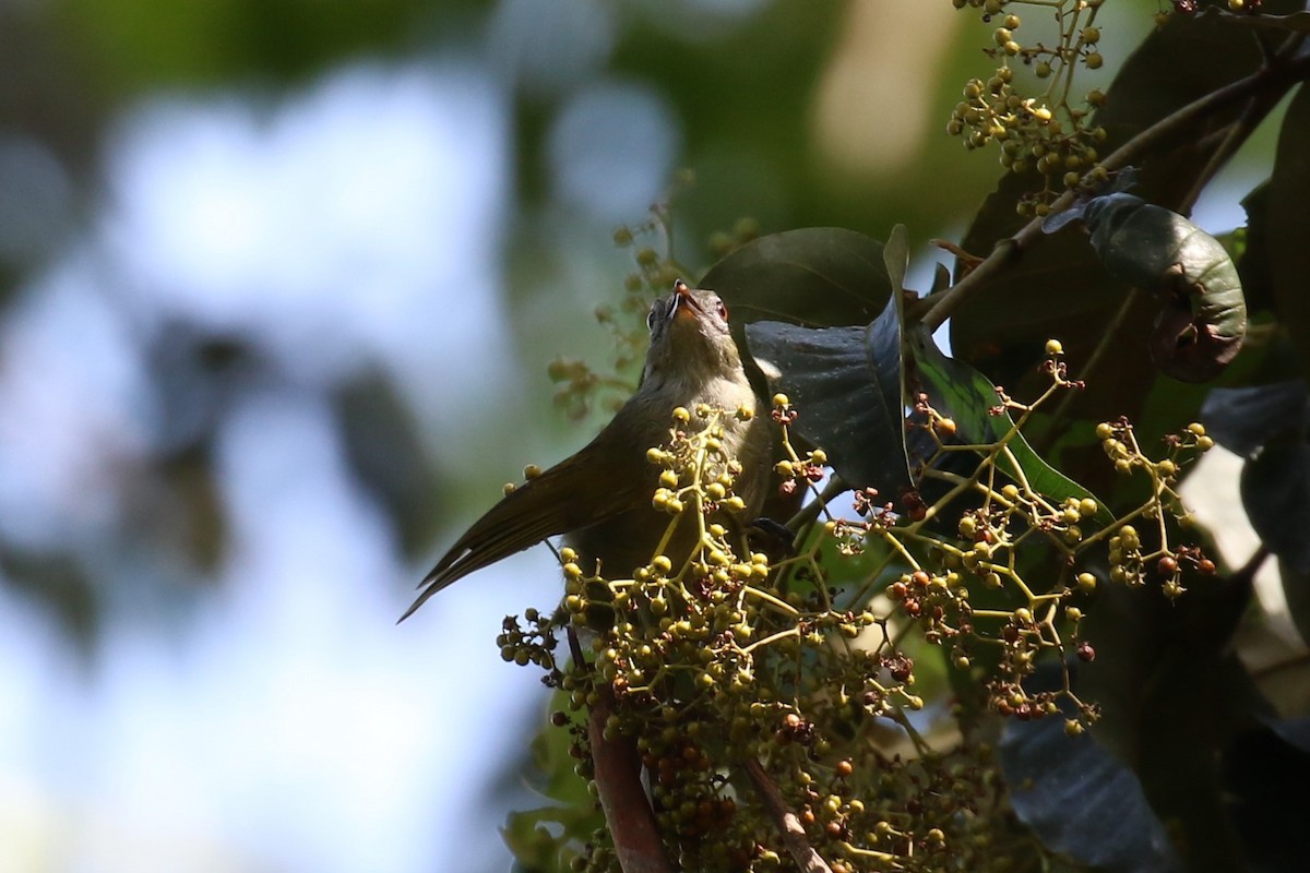 Bulbul de las Masuku - ML620266962