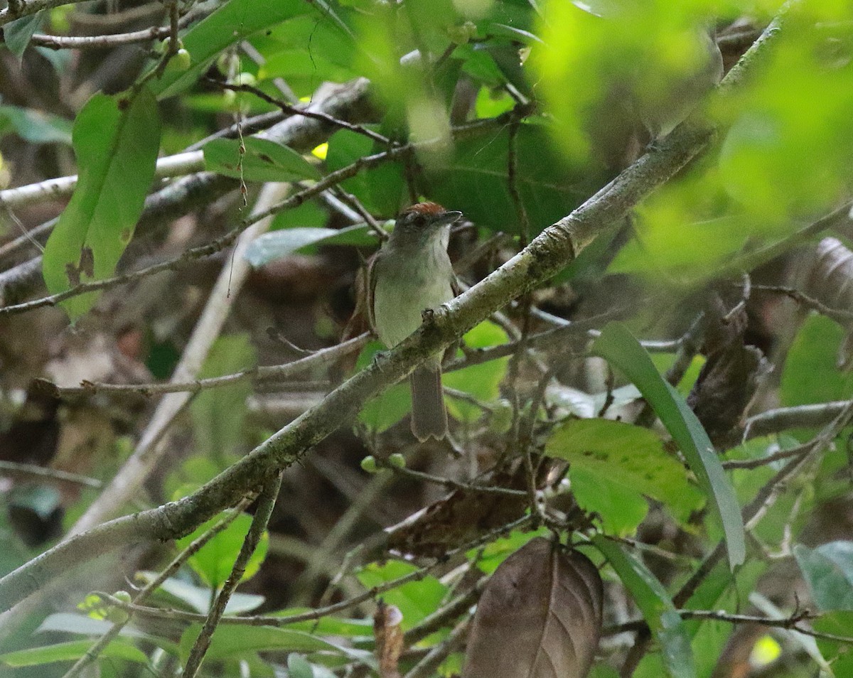 Rufous-crowned Babbler - ML620266968