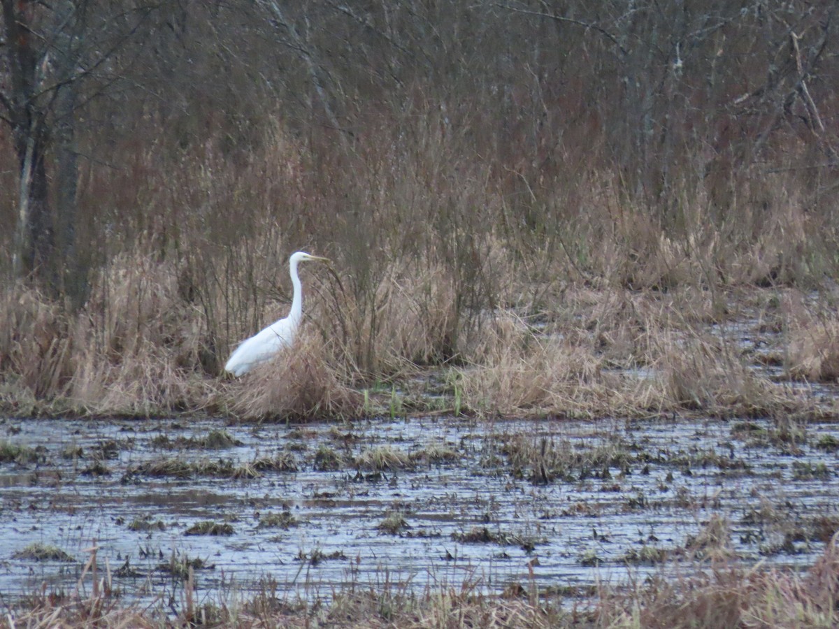 Great Egret - ML620266969