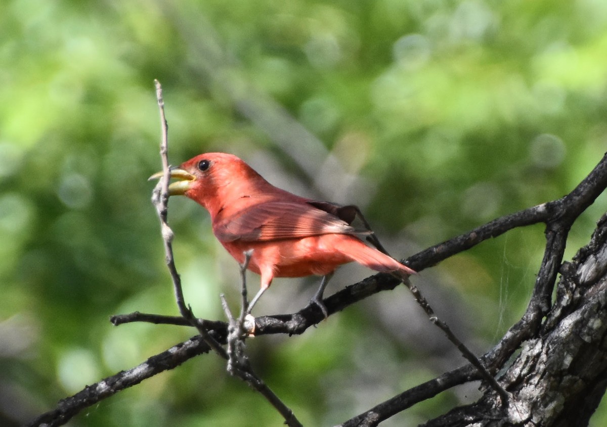 Summer Tanager - ML620266970