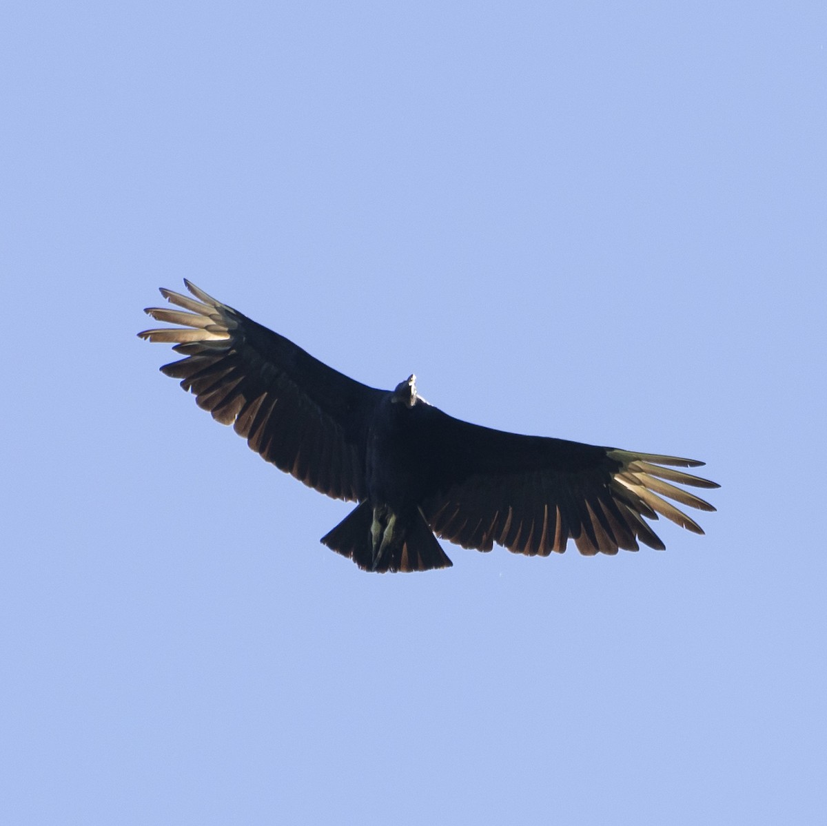 Black Vulture - ML620266971