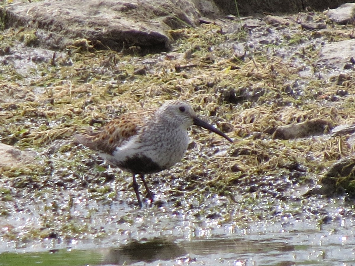 Dunlin - ML620266974