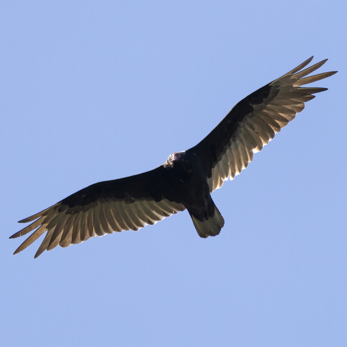 Turkey Vulture - ML620266975