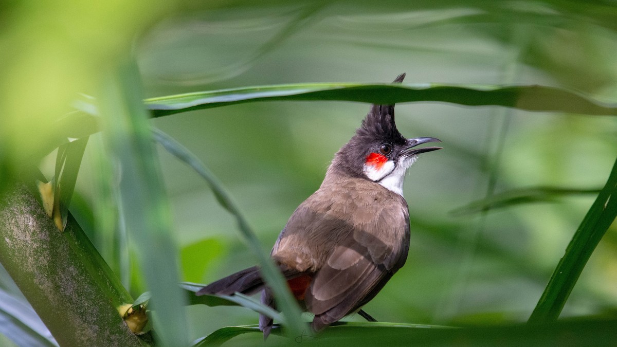 bulbul červenouchý - ML620266984