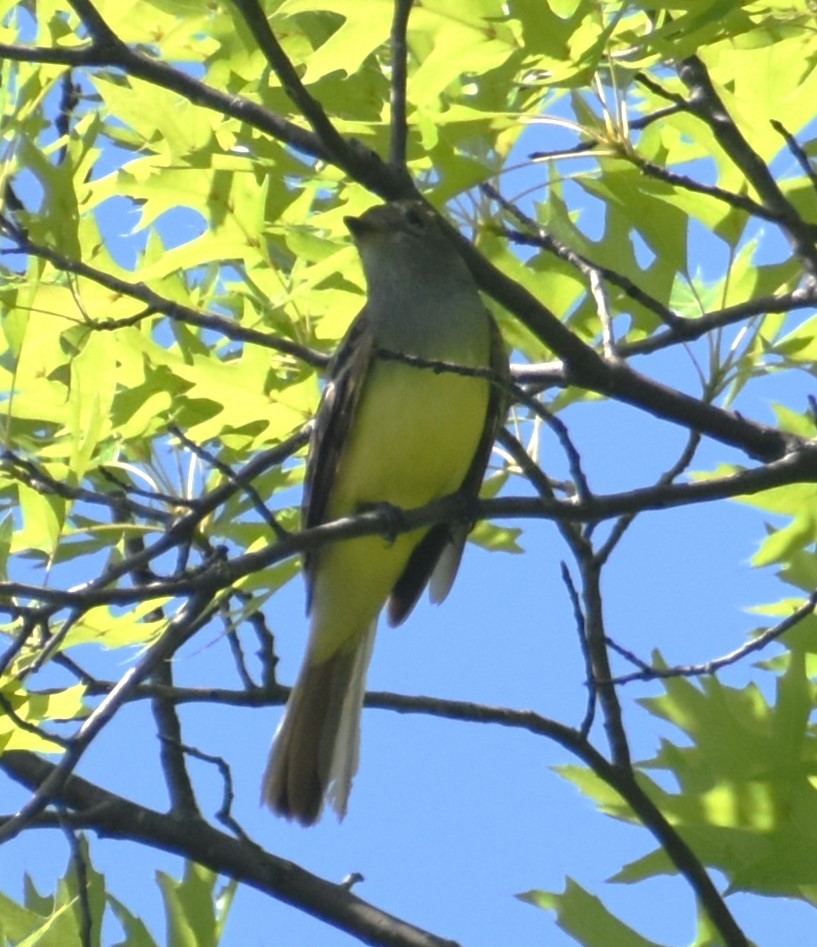 Great Crested Flycatcher - ML620266985