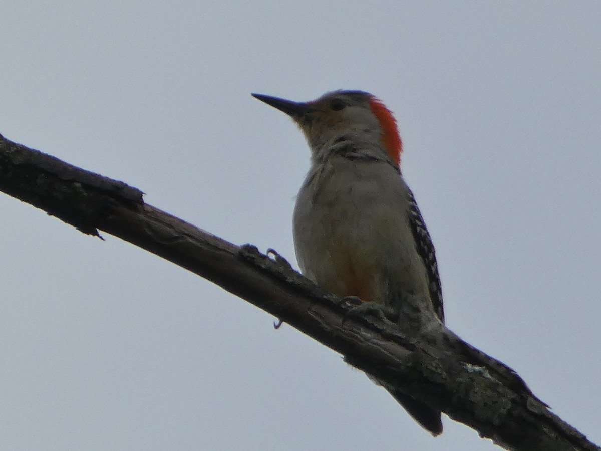 Red-bellied Woodpecker - ML620266987