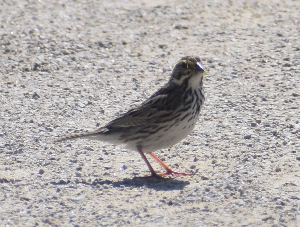 Savannah Sparrow - ML620266989