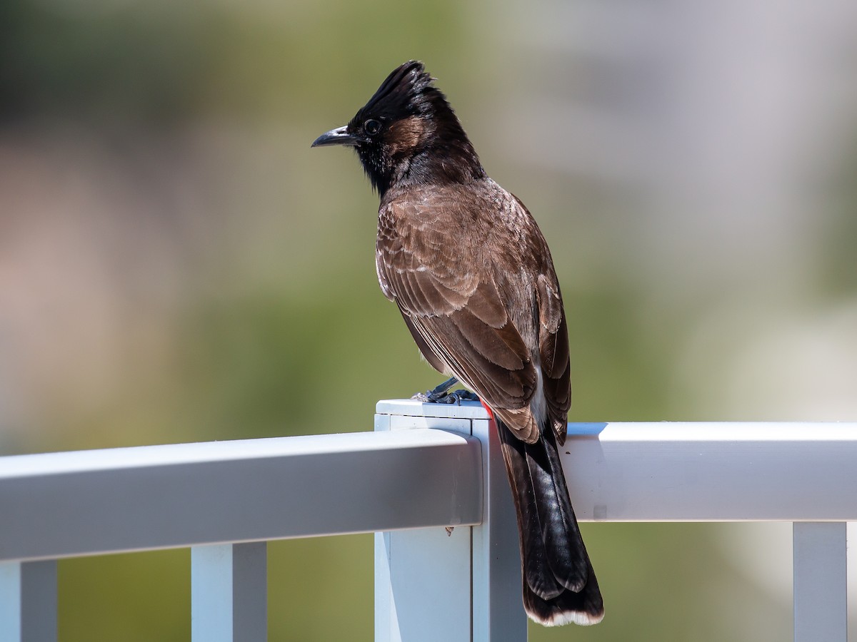 Red-vented Bulbul - ML620266990