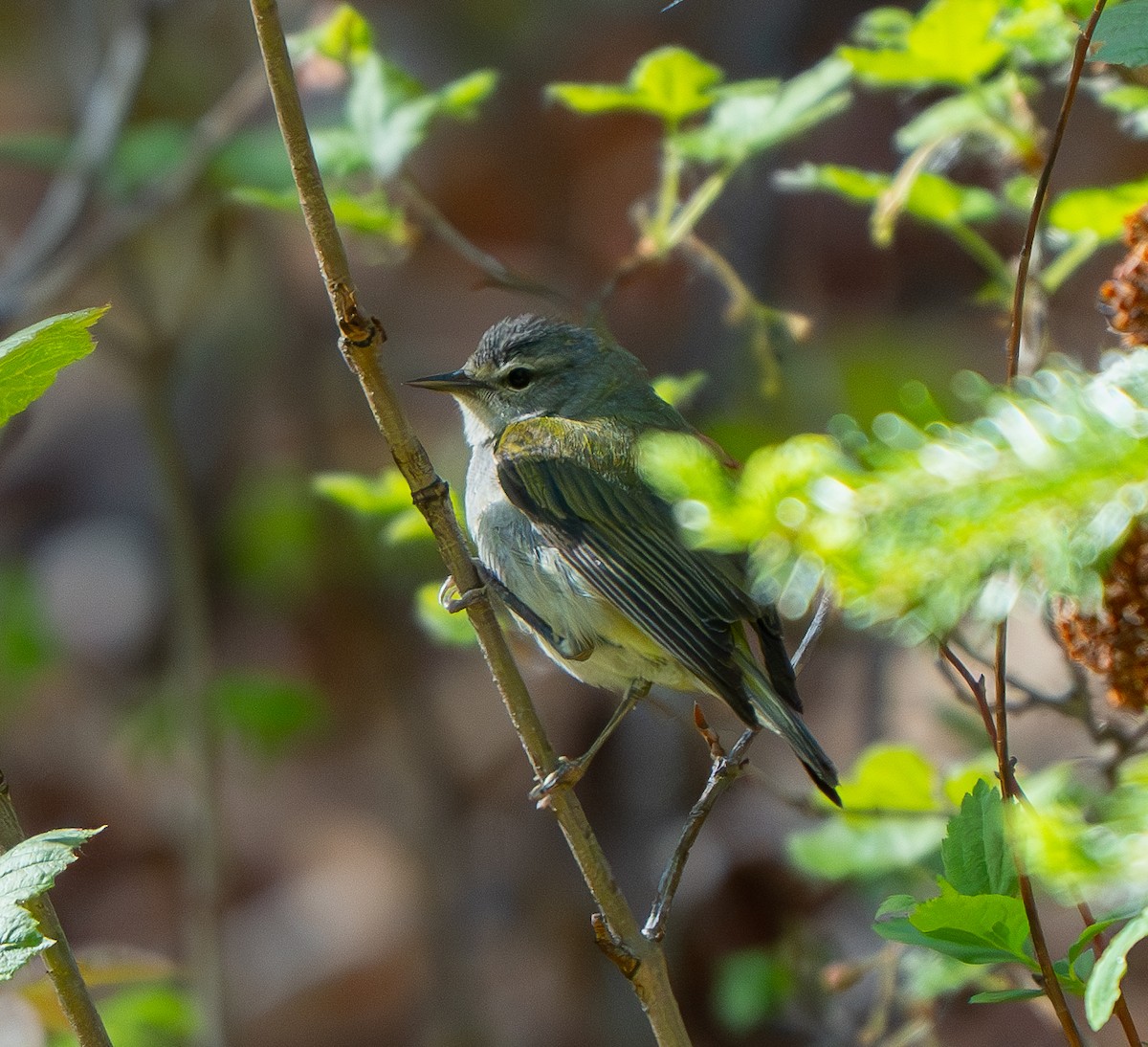 Tennessee Warbler - ML620266991