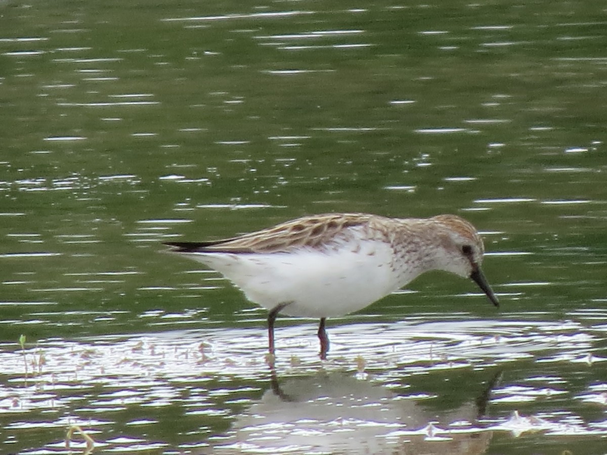 Semipalmated Sandpiper - ML620266992