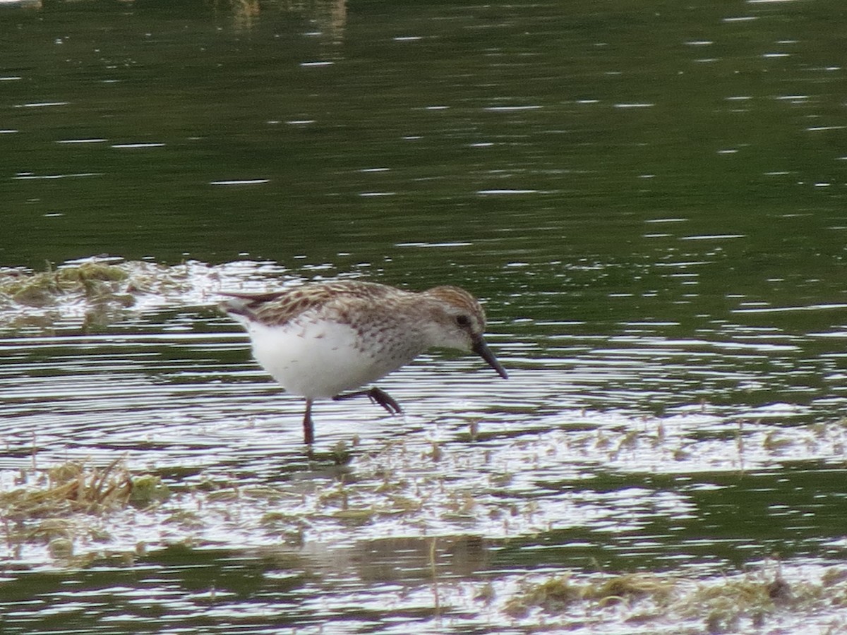 Semipalmated Sandpiper - ML620266998