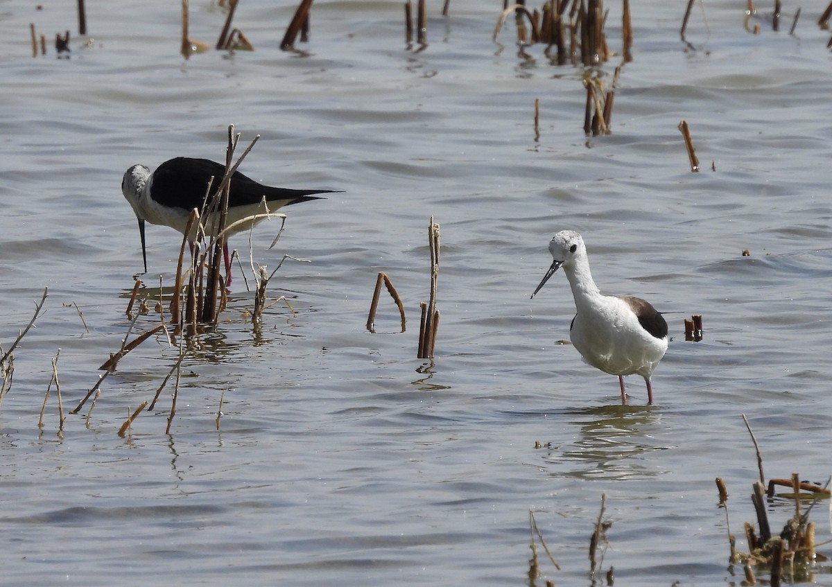 Black-winged Stilt - ML620267009