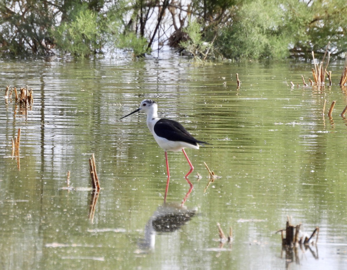 Black-winged Stilt - ML620267010