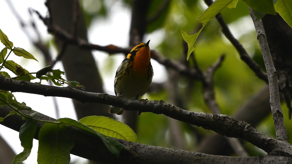 Blackburnian Warbler - ML620267013