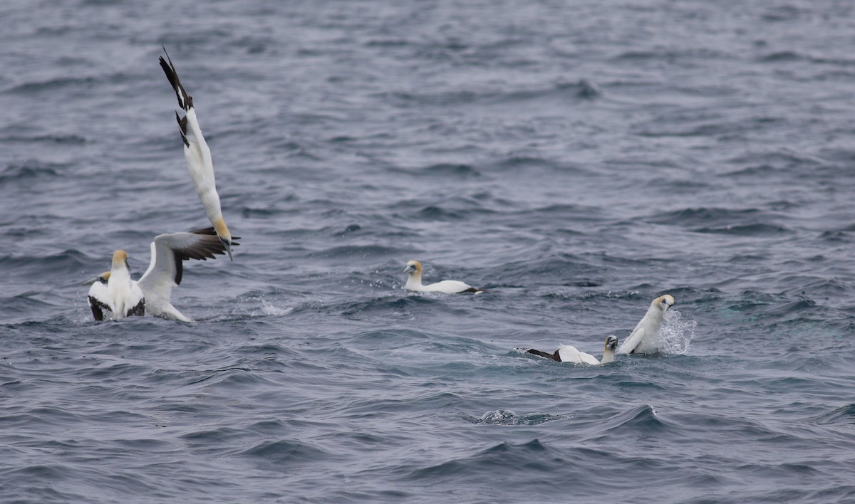 Australasian Gannet - ML620267014