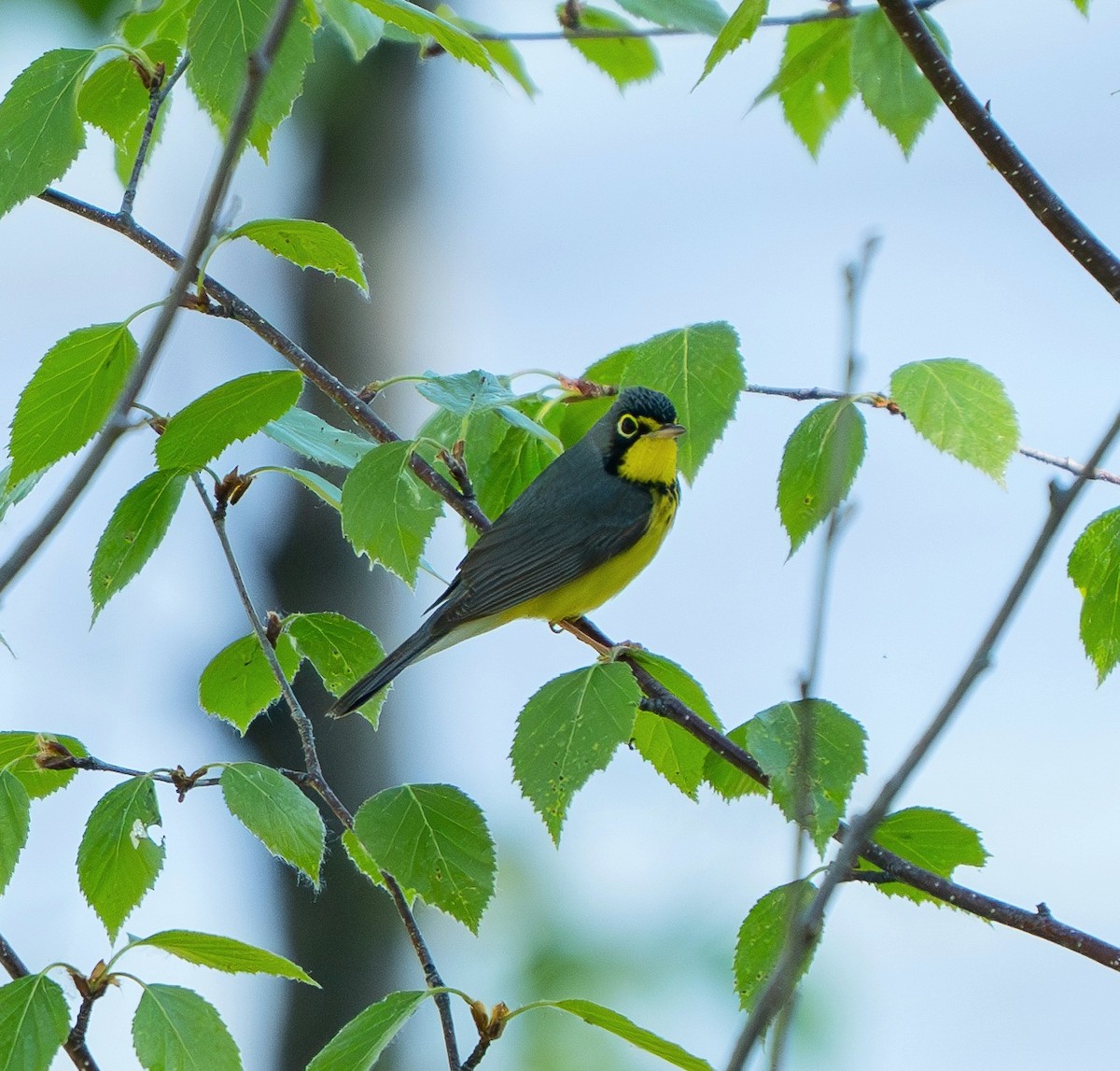 Canada Warbler - ML620267019