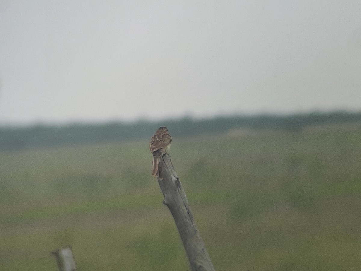 Cassin's Sparrow - ML620267028