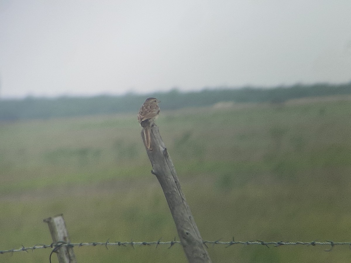 Cassin's Sparrow - ML620267029