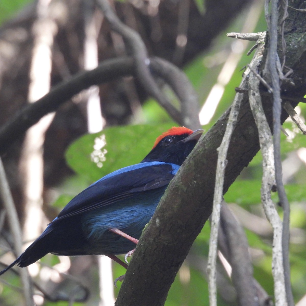 Swallow-tailed Manakin - ML620267033