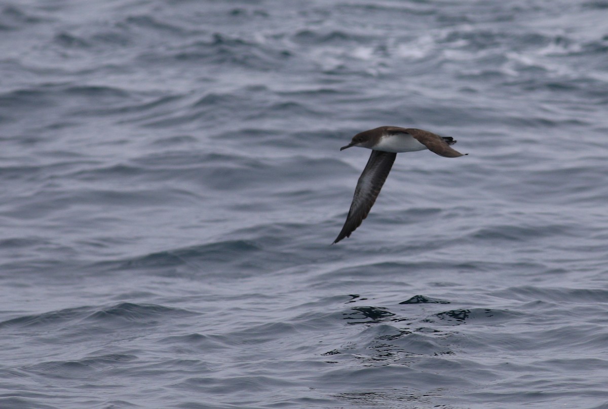 Fluttering Shearwater - ML620267035