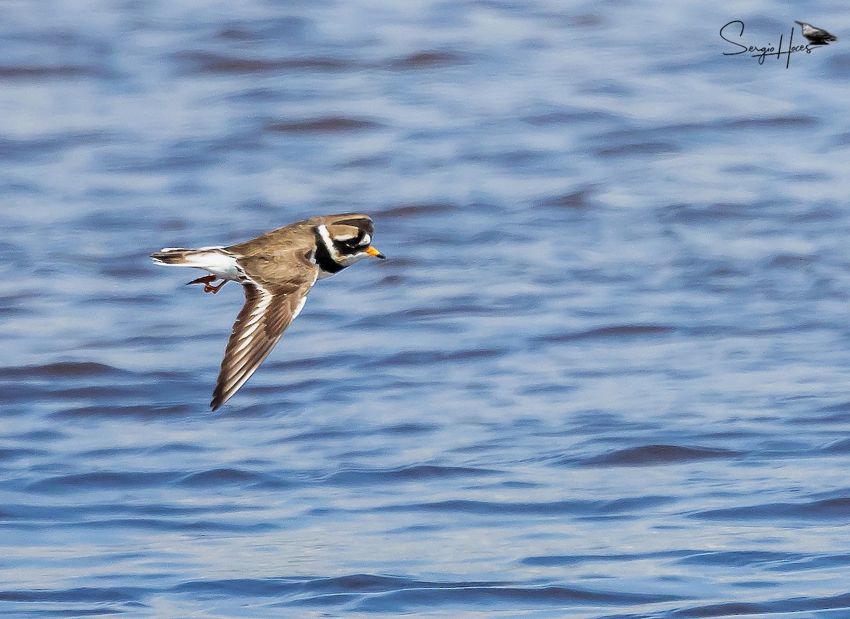 Common Ringed Plover - ML620267037