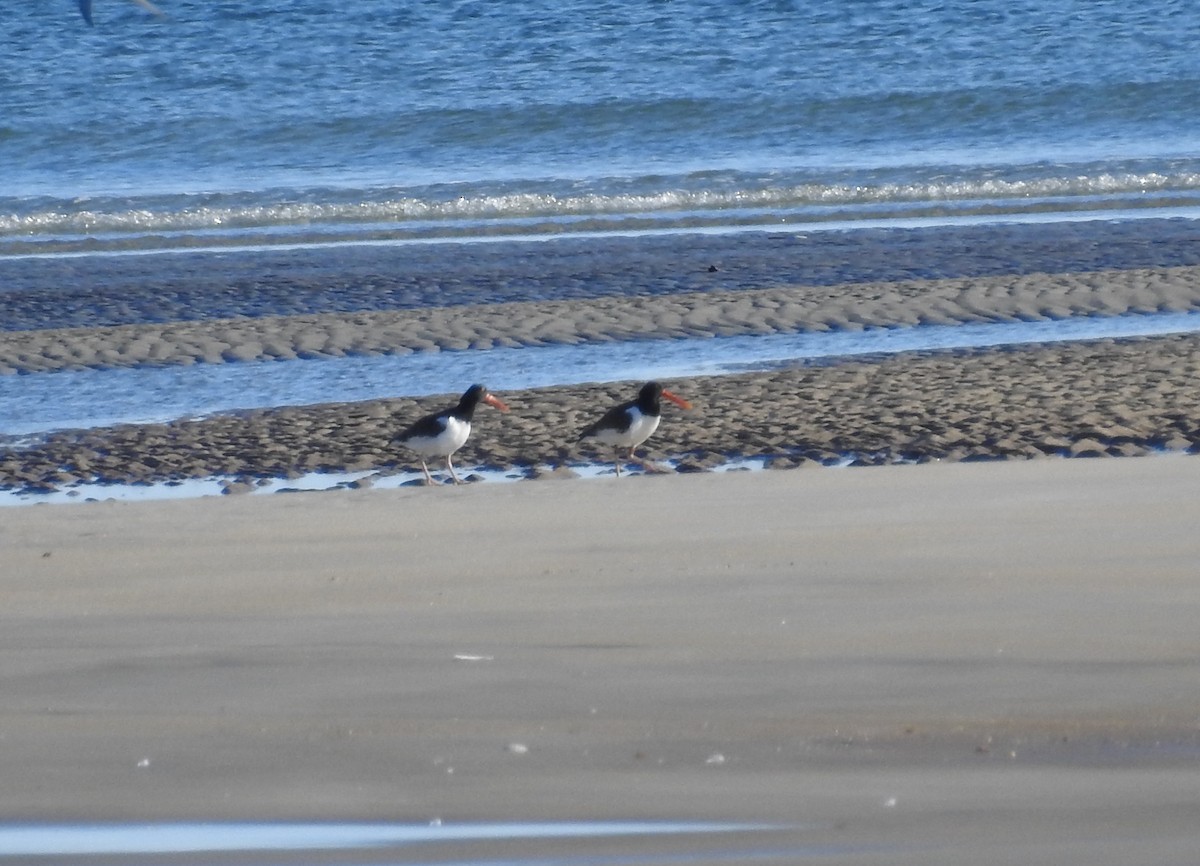 American Oystercatcher - ML620267045