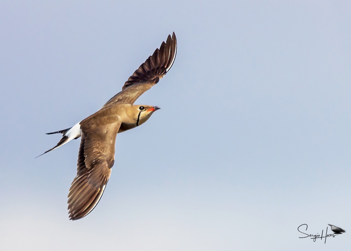 Collared Pratincole - ML620267049