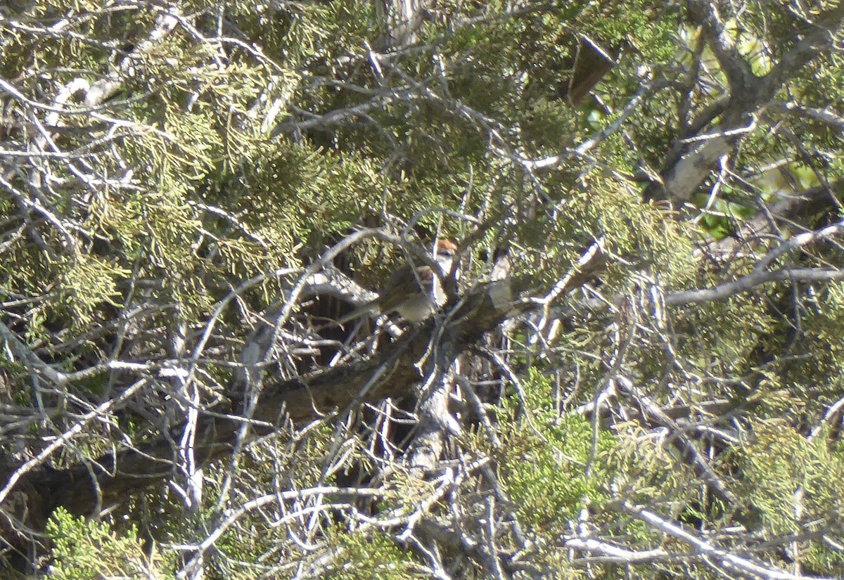 Chipping Sparrow - ML620267055