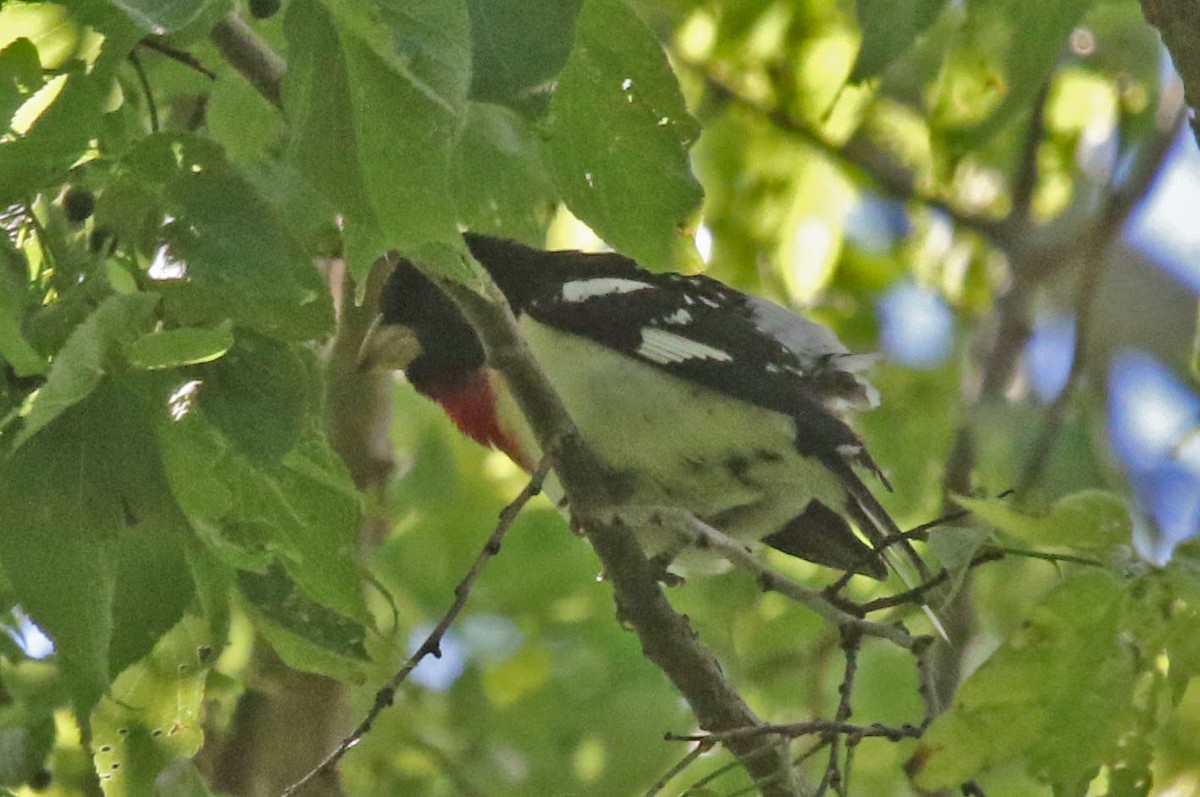 Rose-breasted Grosbeak - ML620267058