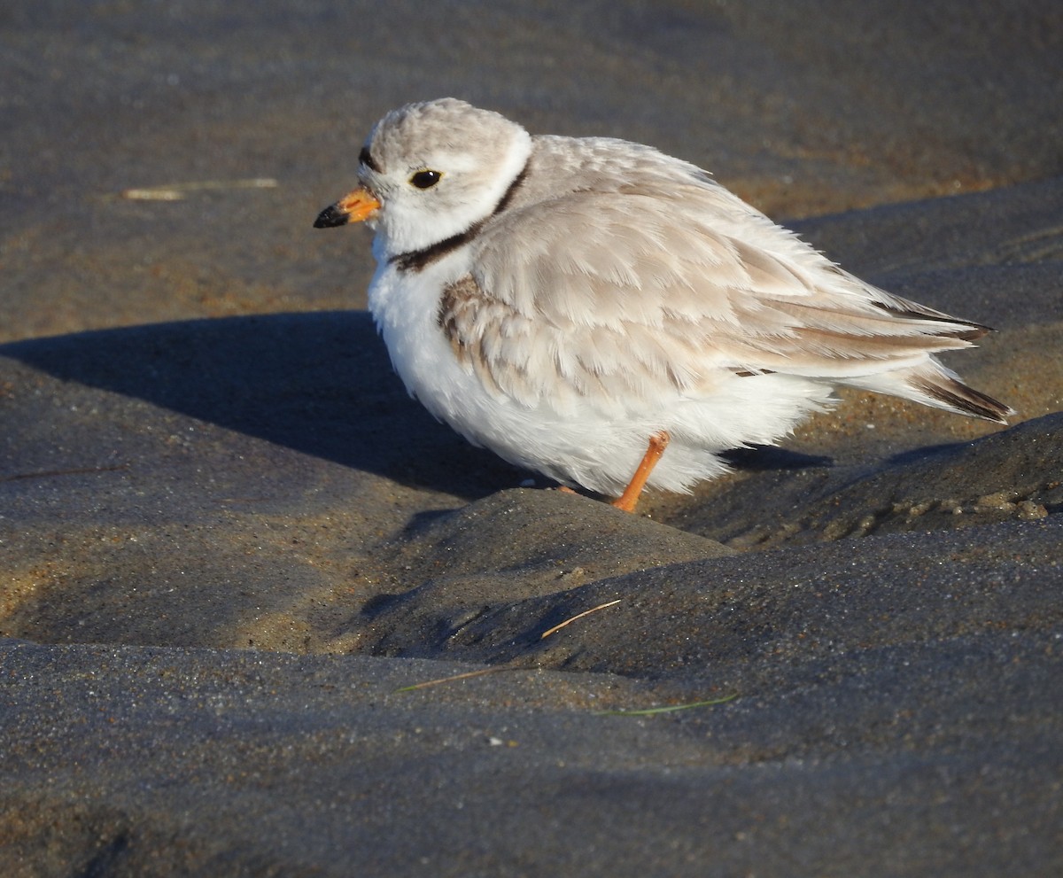 Piping Plover - ML620267061