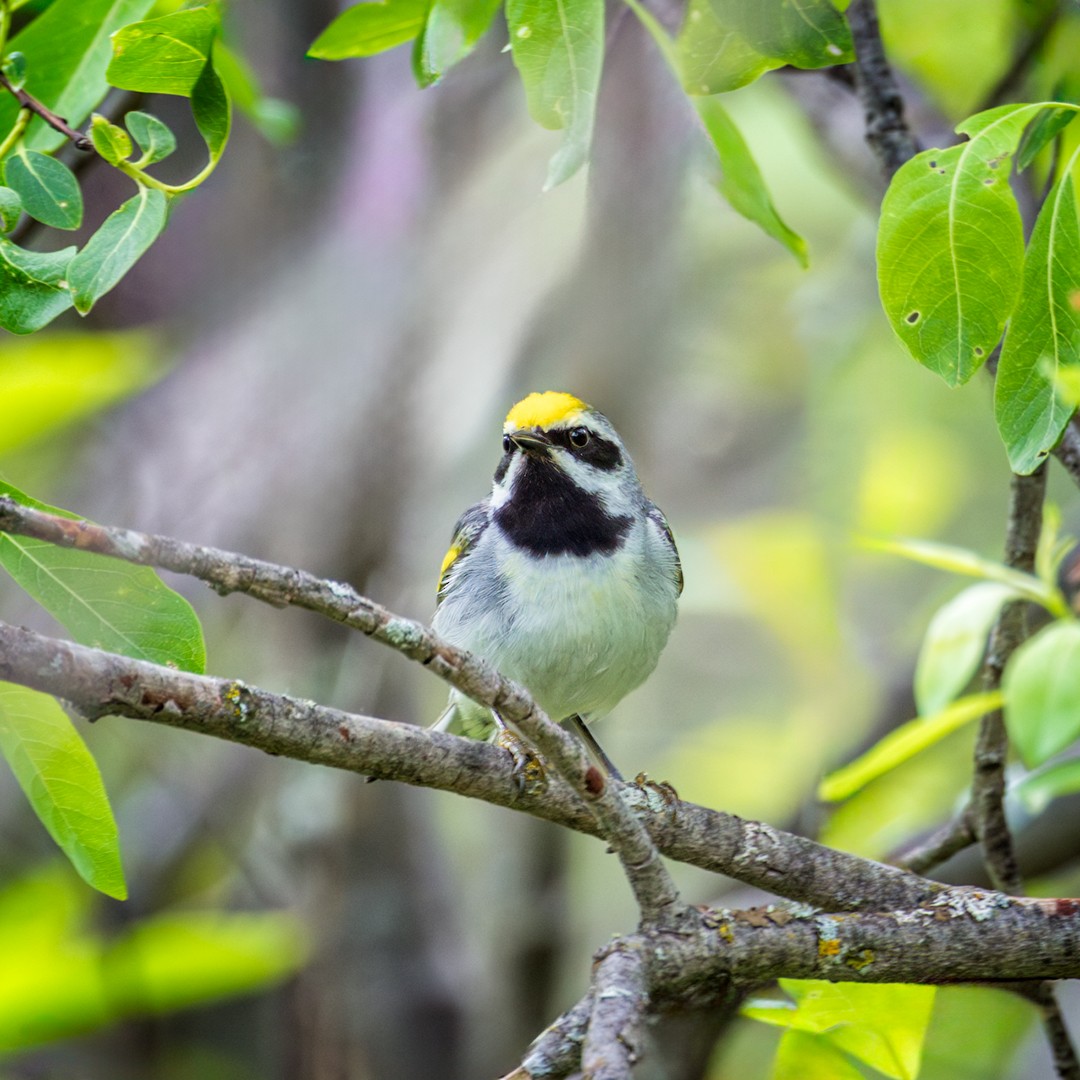 Golden-winged Warbler - ML620267065