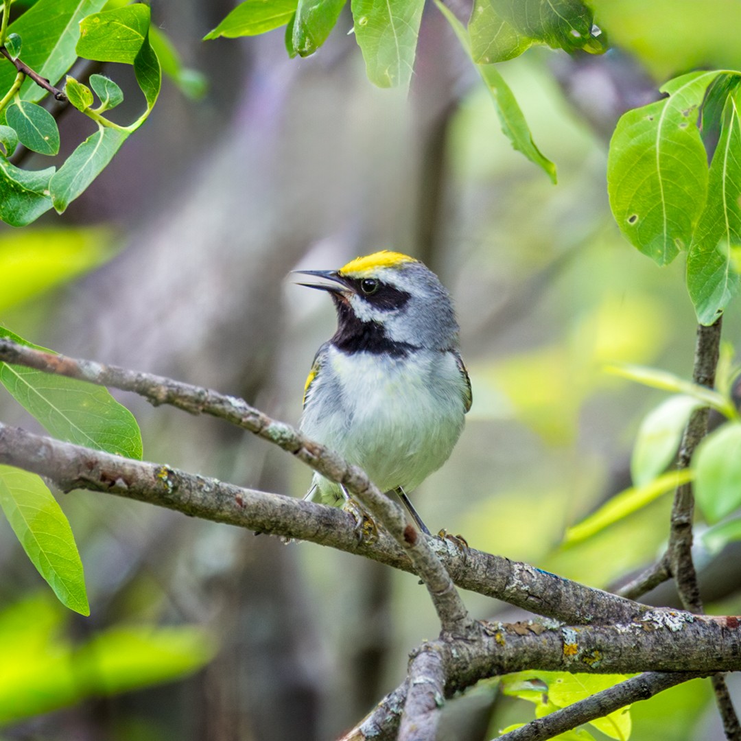 Golden-winged Warbler - ML620267066