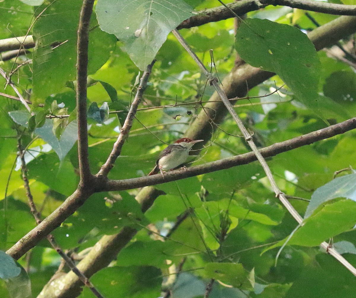 Rufous-tailed Tailorbird - ML620267068