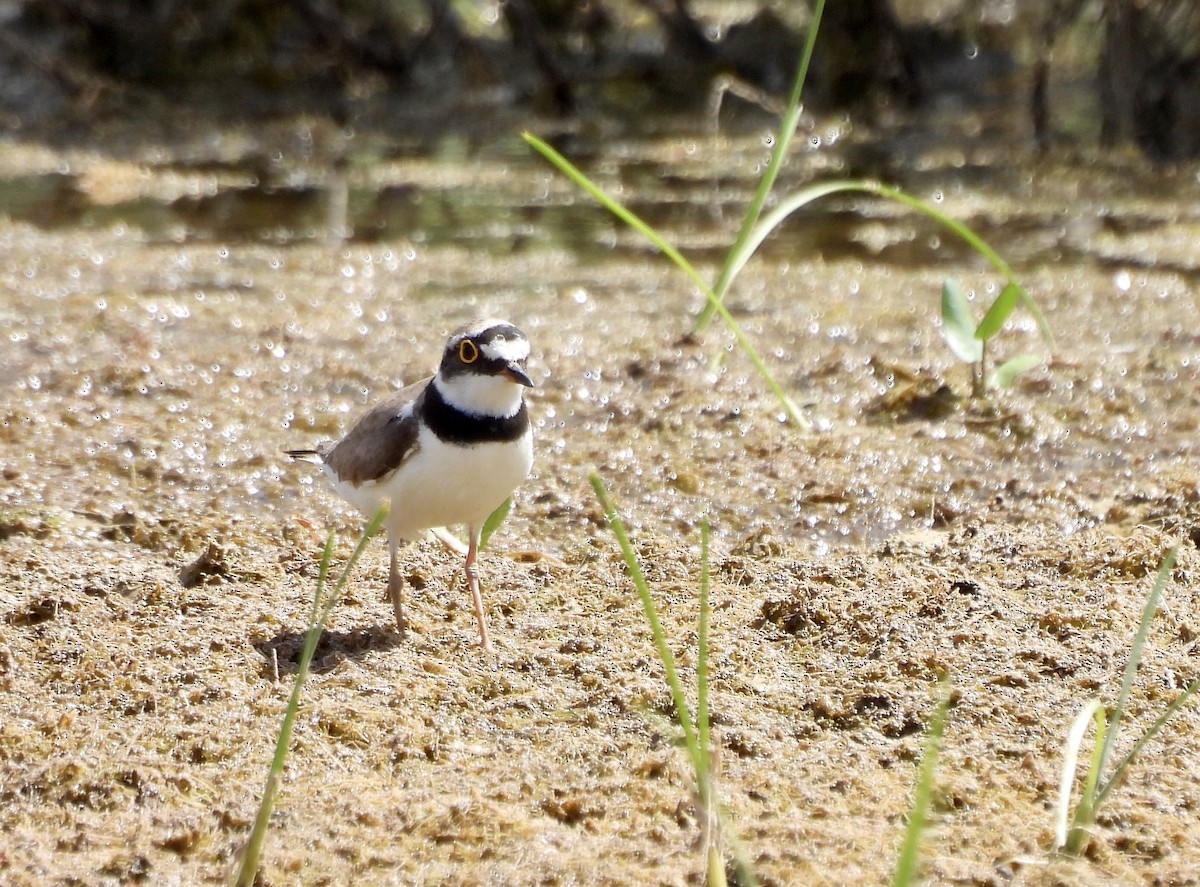 小環頸鴴 - ML620267073