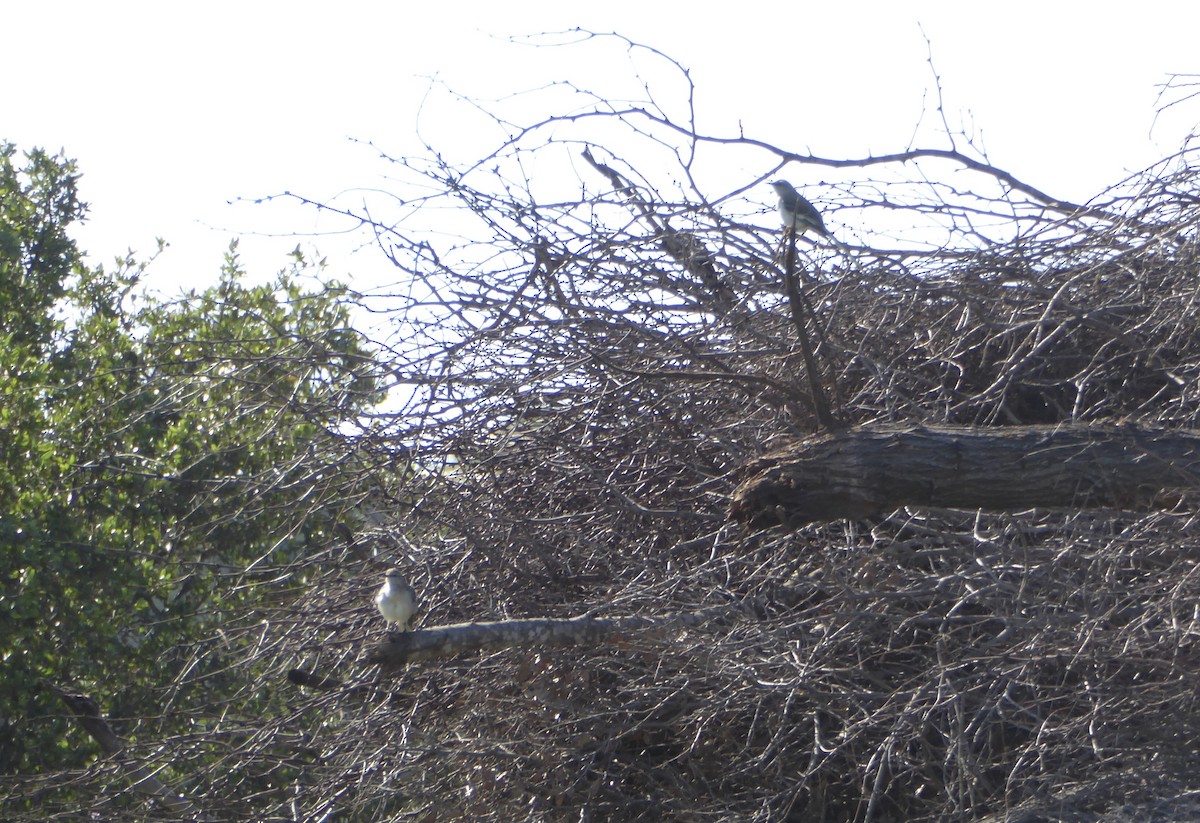 Northern Mockingbird - ML620267077