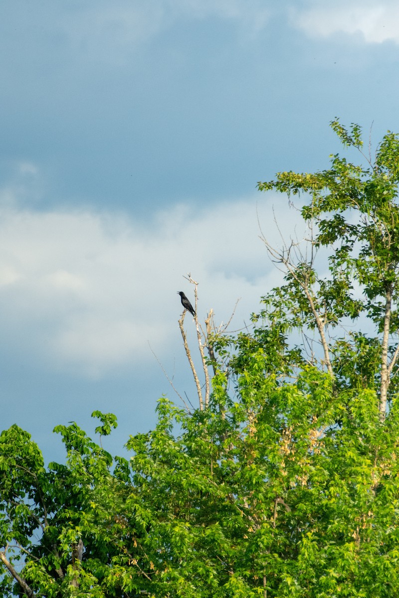 American Crow - ML620267088