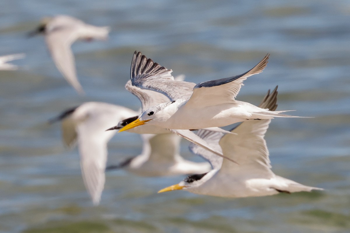 Great Crested Tern - ML620267089