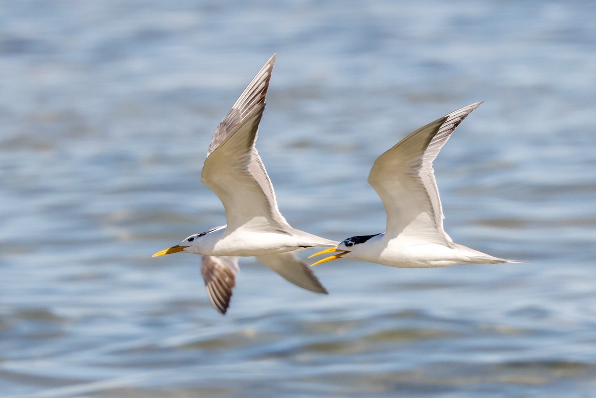 Great Crested Tern - ML620267090