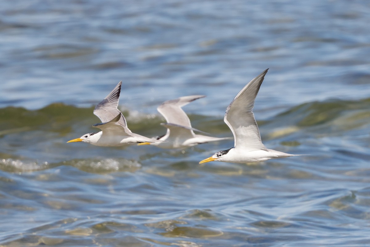 Great Crested Tern - ML620267091