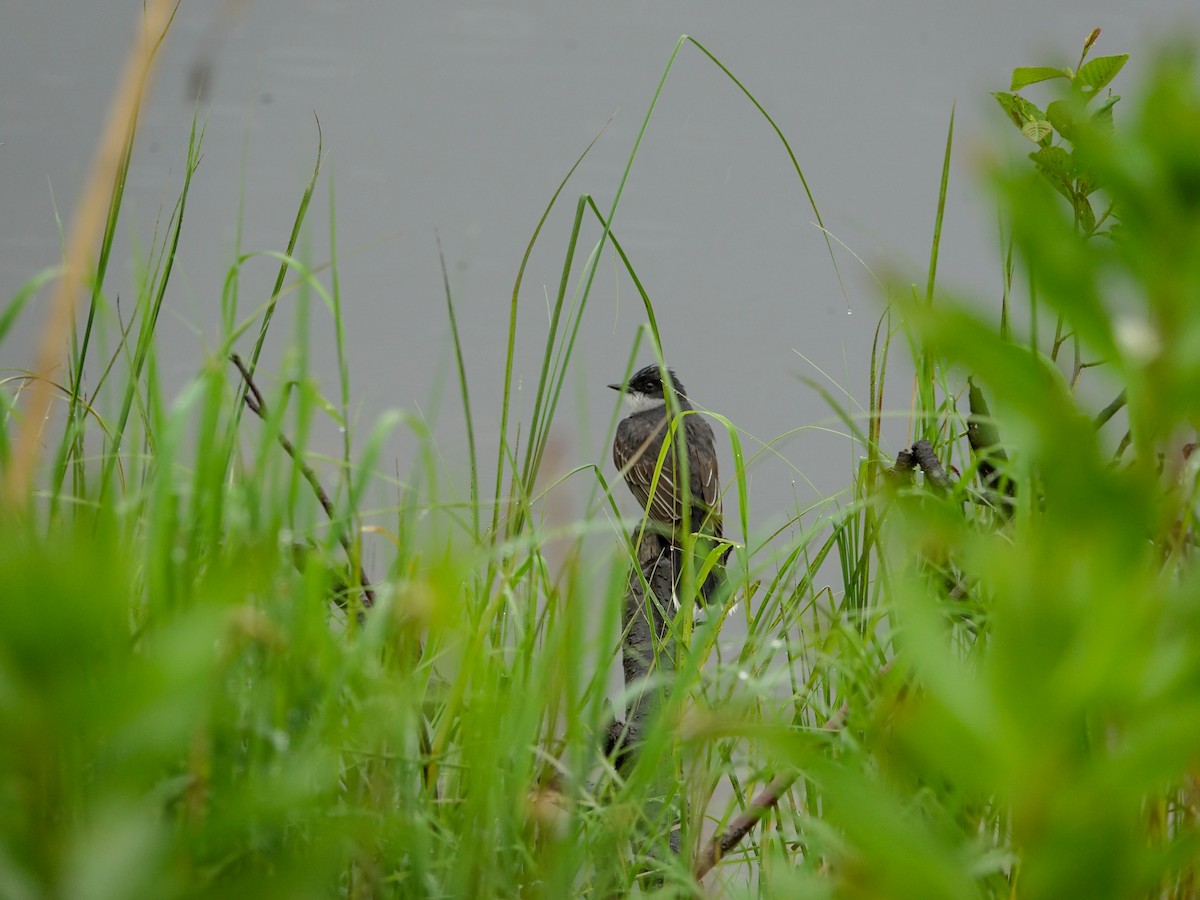 Eastern Kingbird - ML620267093