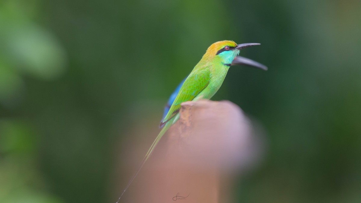 Asian Green Bee-eater - ML620267094