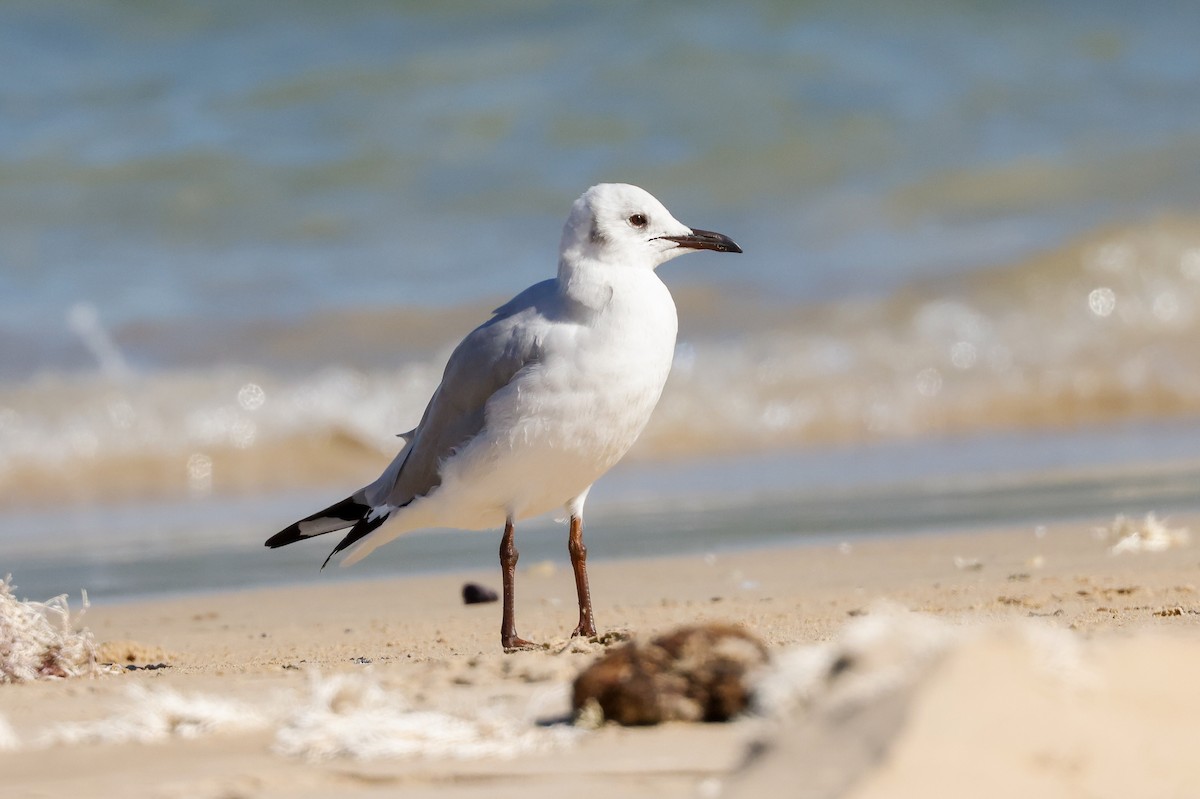 Hartlaub's Gull - ML620267096