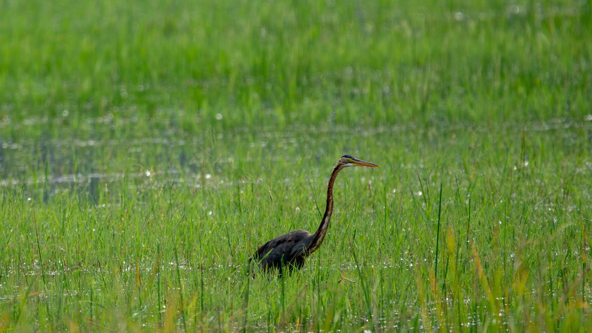 Purple Heron - ML620267099